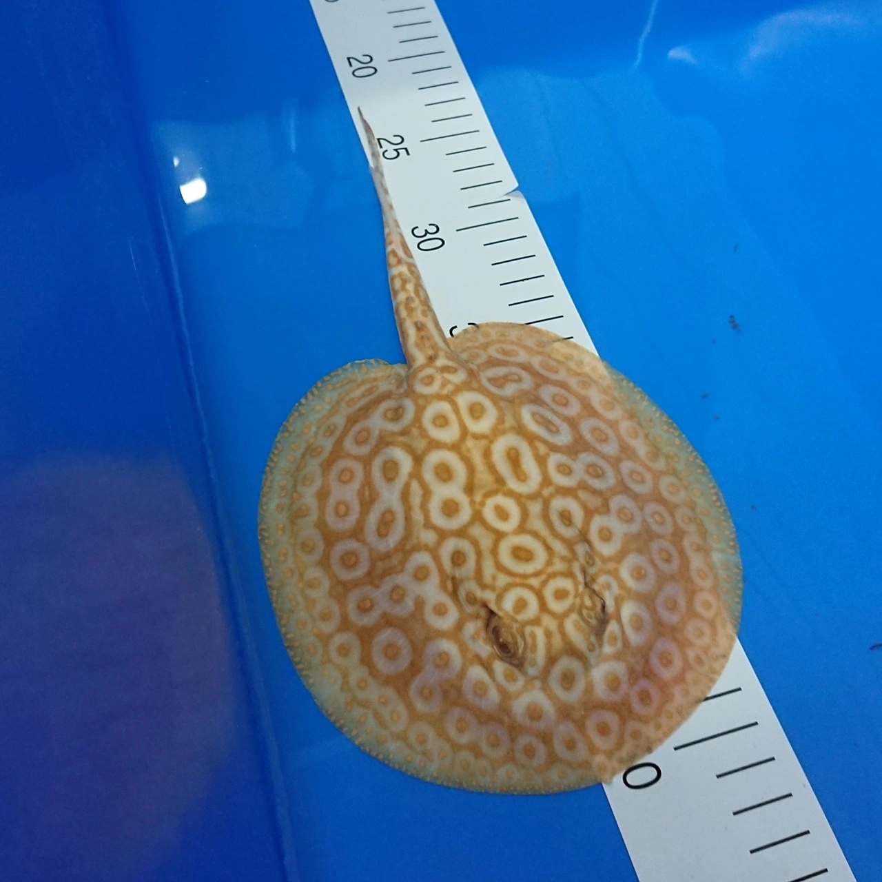 Ferskvandsrokke Potamotrygon Jabuti - Albino Pearl Han Ø 13 cm